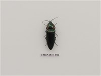 藏品(鞘翅目(三))的圖片